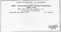 Gymnosporangium juniperi-virginianae image